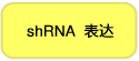 shRNA 表达